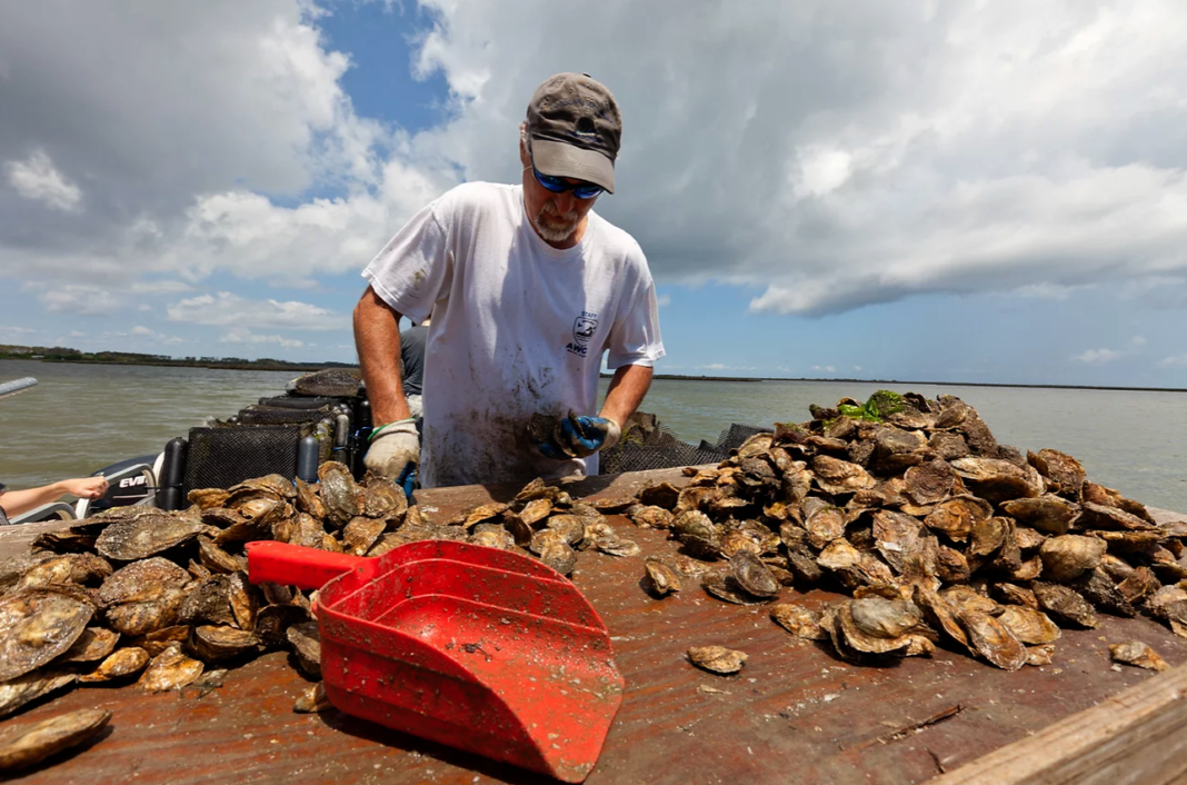 The Top 8 Best Places To Get Fresh Oysters in Wilmington