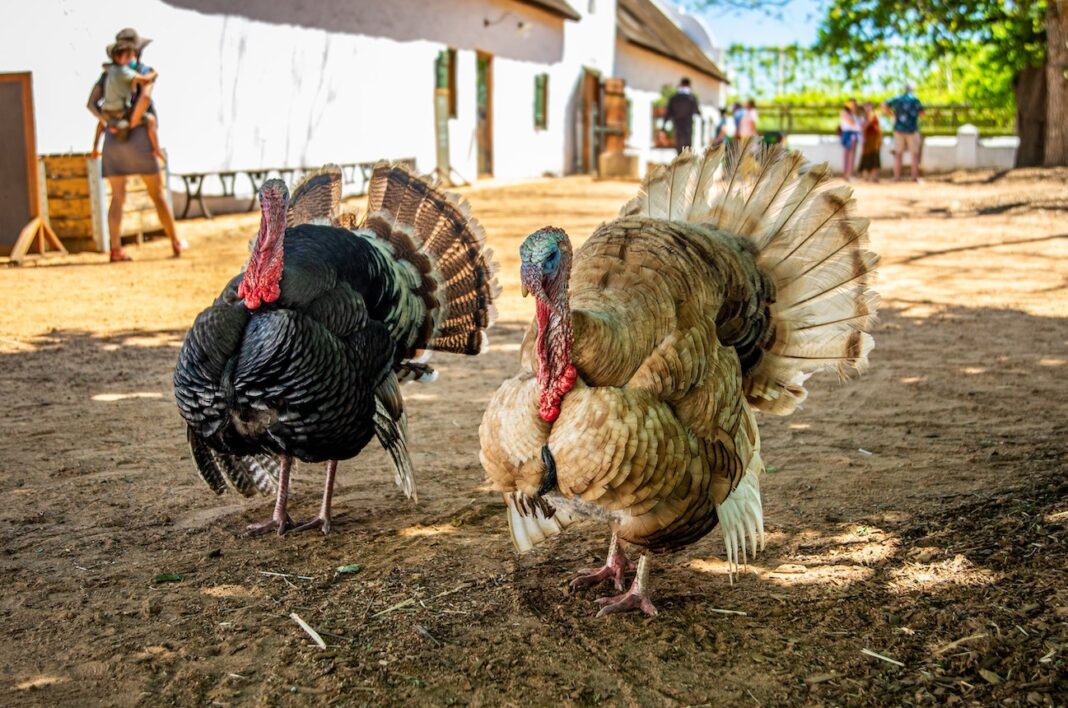 https://www.coastandport.com/wp-content/uploads/2023/10/where-to-get-fresh-farmed-turkeys-for-thanksgiving-in-wilmington-1068x708.jpg